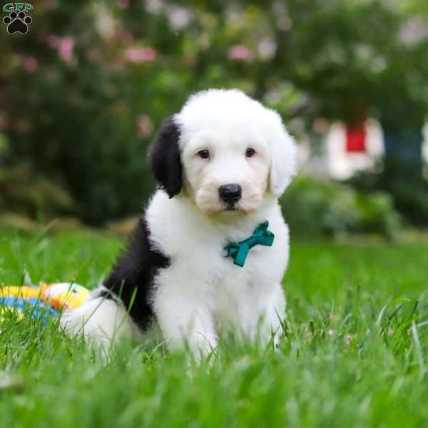 Elliot, Sheepadoodle Puppy