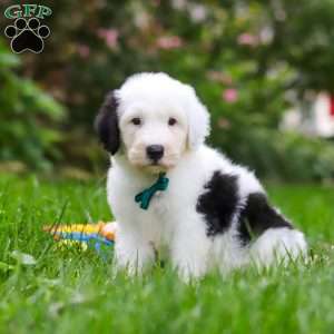 Elliot, Sheepadoodle Puppy