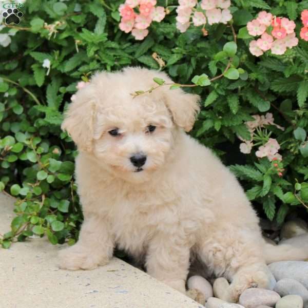 Elliot, Bich-Poo Puppy