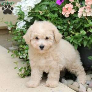 Elliot, Bich-Poo Puppy