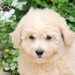 Elliot, Bich-Poo Puppy
