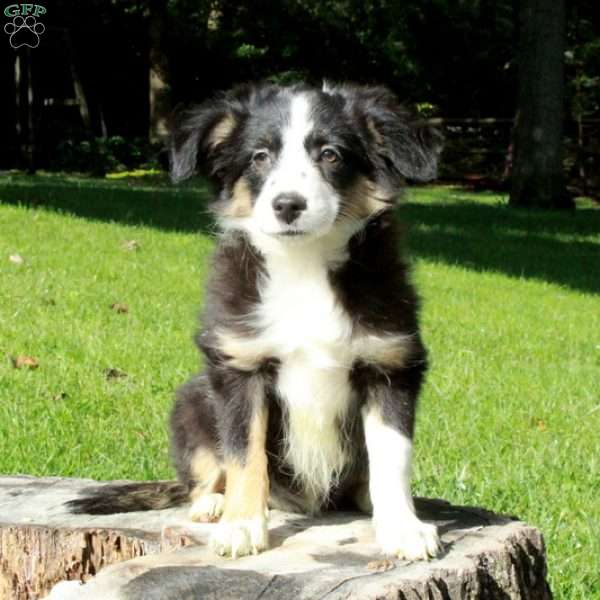 Eloise, Australian Shepherd Puppy