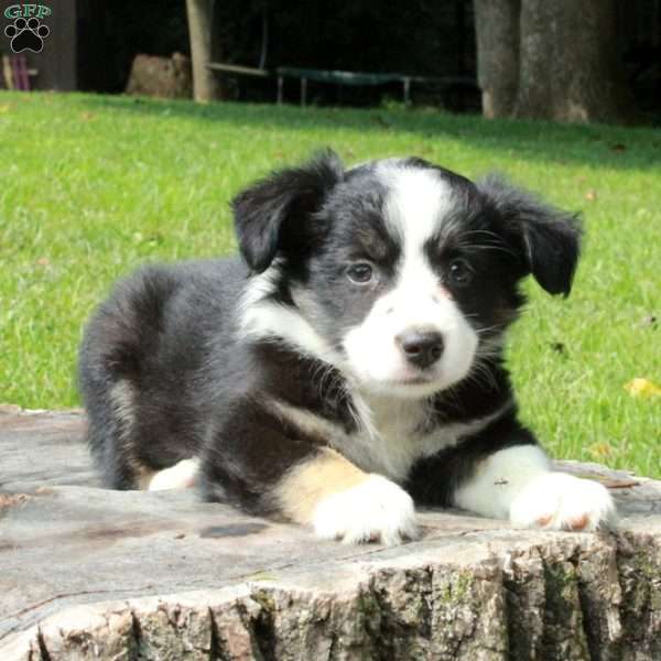 Eloise, Australian Shepherd Puppy