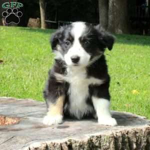 Eloise, Australian Shepherd Puppy