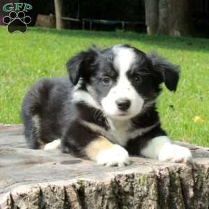 Eloise, Australian Shepherd Puppy