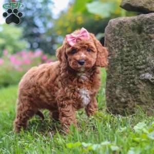Elowyn, Cavapoo Puppy
