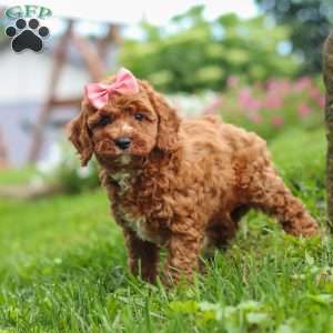 Elowyn, Cavapoo Puppy
