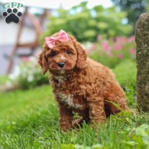 Elowyn, Cavapoo Puppy