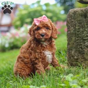 Elowyn, Cavapoo Puppy