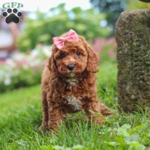 Elowyn, Cavapoo Puppy