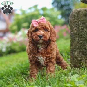 Elowyn, Cavapoo Puppy