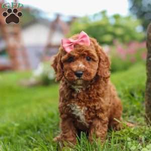 Elowyn, Cavapoo Puppy