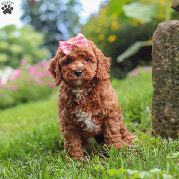Elowyn, Cavapoo Puppy