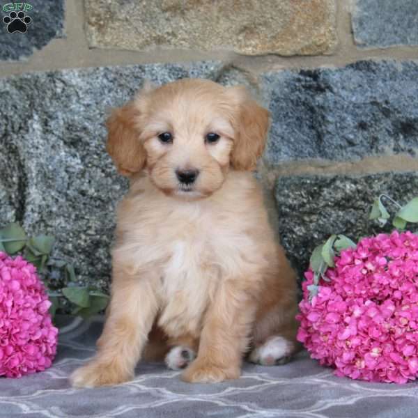 Elsa, Maltipoo Puppy