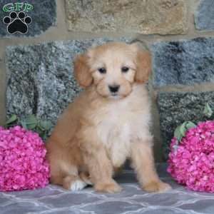 Elsa, Maltipoo Puppy