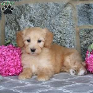 Elsa, Maltipoo Puppy
