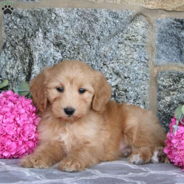 Elton, Maltipoo Puppy