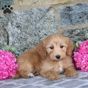 Elton, Maltipoo Puppy