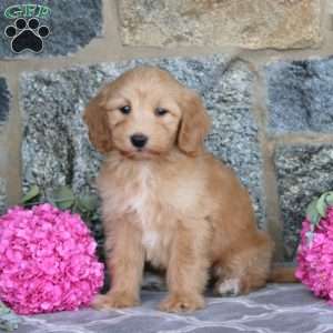Elton, Maltipoo Puppy