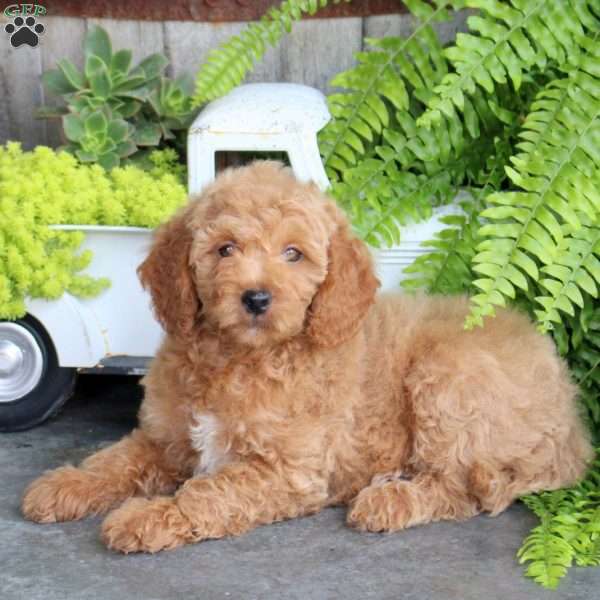Elvis, Mini Goldendoodle Puppy