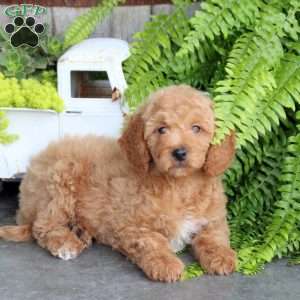Elvis, Mini Goldendoodle Puppy