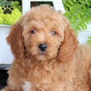 Elvis, Mini Goldendoodle Puppy