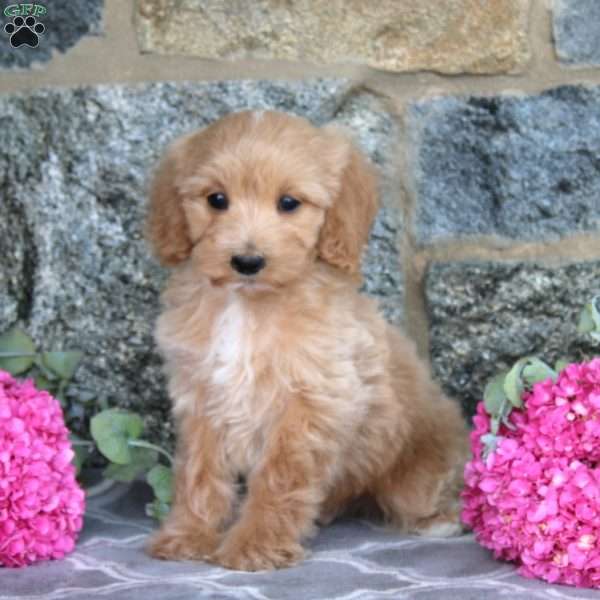 Elvis, Maltipoo Puppy