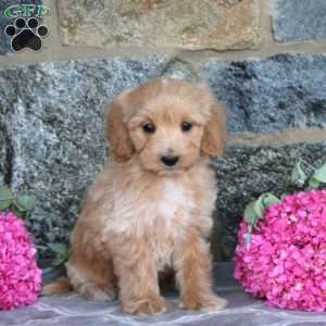 Elvis, Maltipoo Puppy