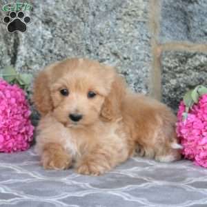 Elvis, Maltipoo Puppy