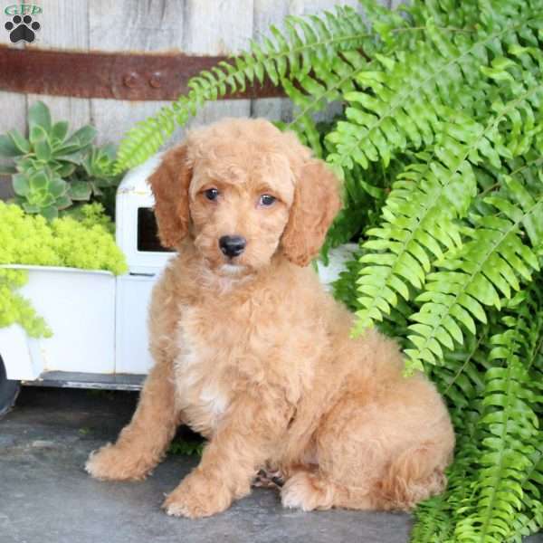 Emily, Mini Goldendoodle Puppy