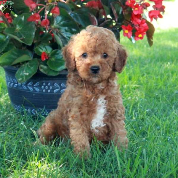 Emily, Mini Goldendoodle Puppy
