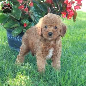 Emily, Mini Goldendoodle Puppy