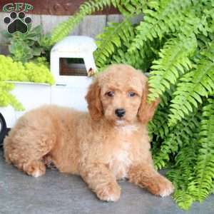Emily, Mini Goldendoodle Puppy