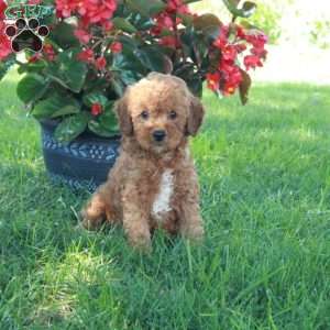Emily, Mini Goldendoodle Puppy