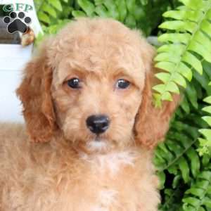 Emily, Mini Goldendoodle Puppy