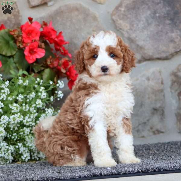 Emily, Mini Labradoodle Puppy