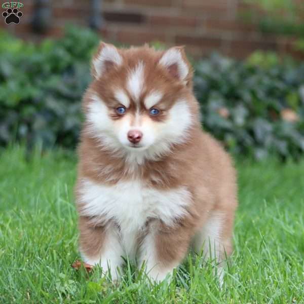 Emily, Pomsky Puppy