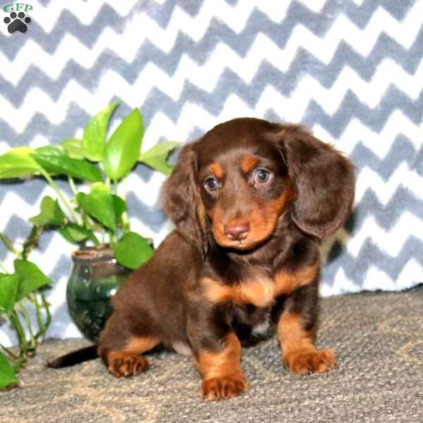 Emily, Dachshund Puppy