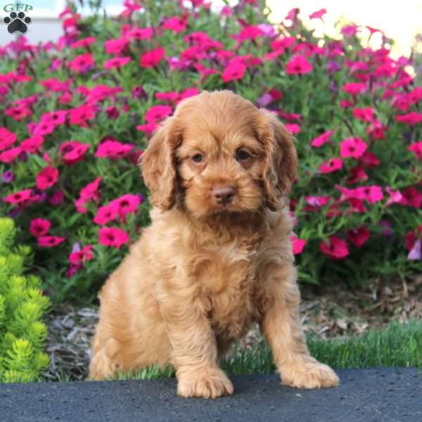 Emily, Cockapoo Puppy