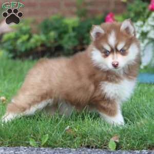 Emily, Pomsky Puppy