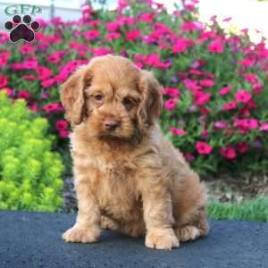 Emily, Cockapoo Puppy