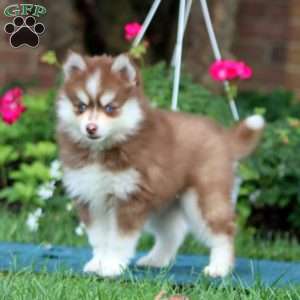 Emily, Pomsky Puppy