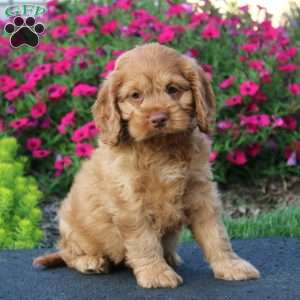 Emily, Cockapoo Puppy