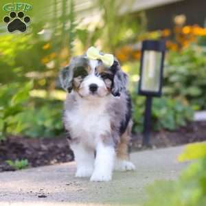 Emma, Mini Bernedoodle Puppy