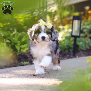 Emma, Mini Bernedoodle Puppy