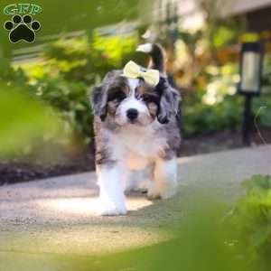 Emma, Mini Bernedoodle Puppy