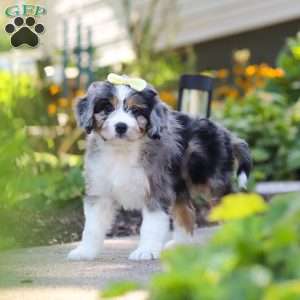 Emma, Mini Bernedoodle Puppy