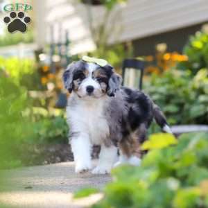 Emma, Mini Bernedoodle Puppy