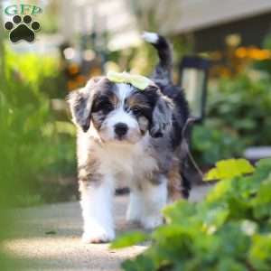 Emma, Mini Bernedoodle Puppy