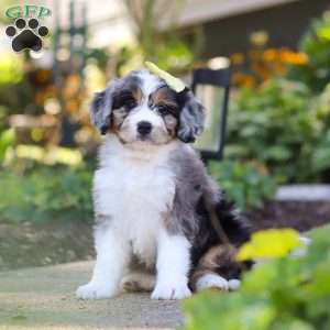 Emma, Mini Bernedoodle Puppy
